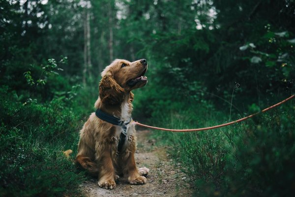 How to Effectively Train a Hound Dog to Track Scents in a Forested Area?