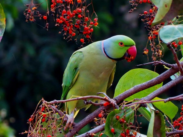 How to Care for an Elderly Parrot with Arthritis?